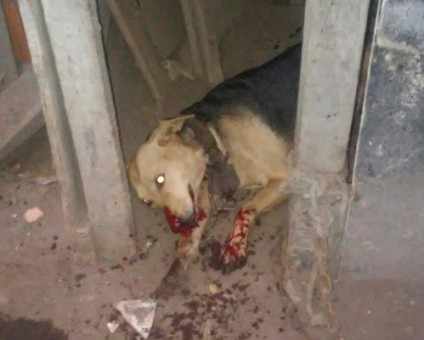 cachorro
